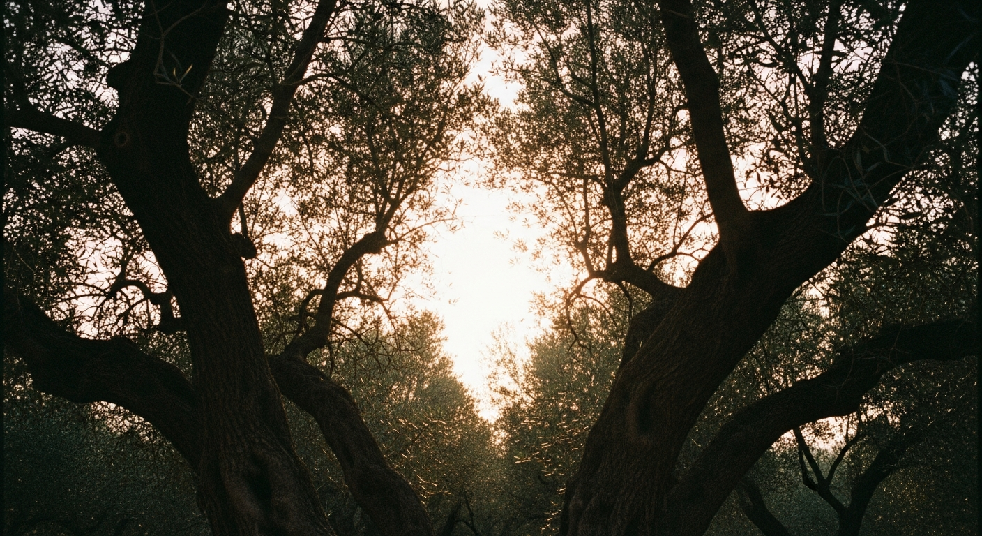 An upward view into an olive grove canopy, the branches opening toward a bright sky, the light overwhelming at the center